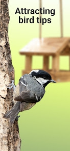 ภาพตัวอย่างแอป Picture Bird - Bird Identifier